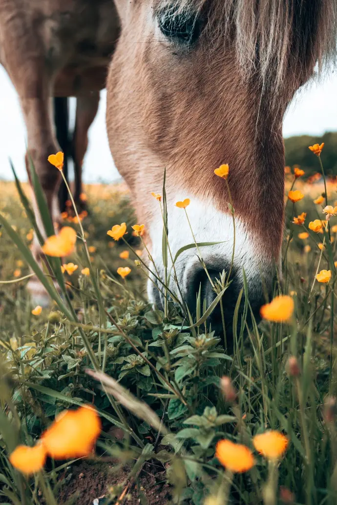 brown and white animal on green grass during daytime